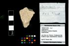 Foto (Objekt + Etikett) von Lecythocaris sp.  (NHMW-GEO-1990-0041-4366)